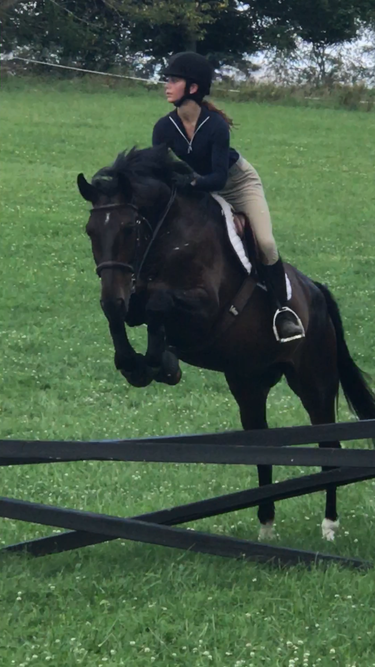 Irish Sport Horse, show jumper, hunter, eventer